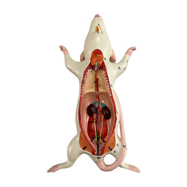 Modelo de Anatomía de Ratón, 6 Partes