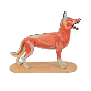 Perro Doméstico, 11 Partes