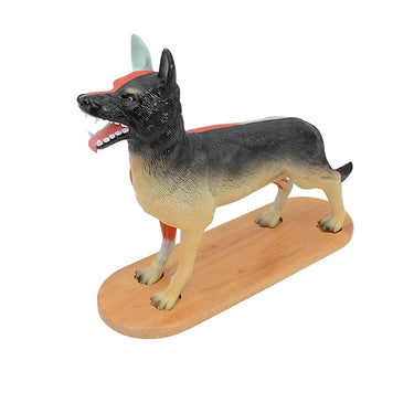 Perro Doméstico, 11 Partes