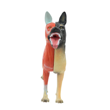 Modelo de Anatomía Canina, 11 Partes