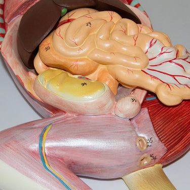 Modelo de Anatomía Felina, 10 Partes