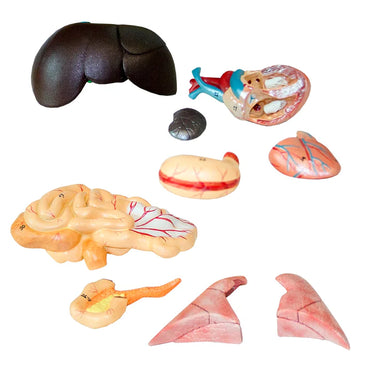 Modelo de Anatomía Felina, 10 Partes