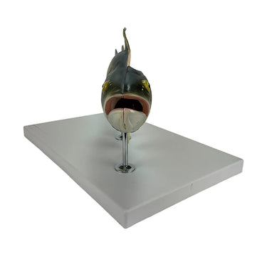 Modelo de Pez, 5 Partes