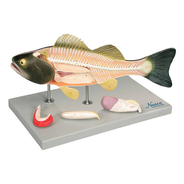 Modelo de Pez, 5 Partes