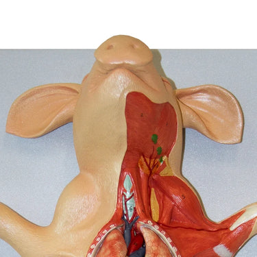 Cerdo Doméstico (Sus Scrofa Domesticus), 10 Partes