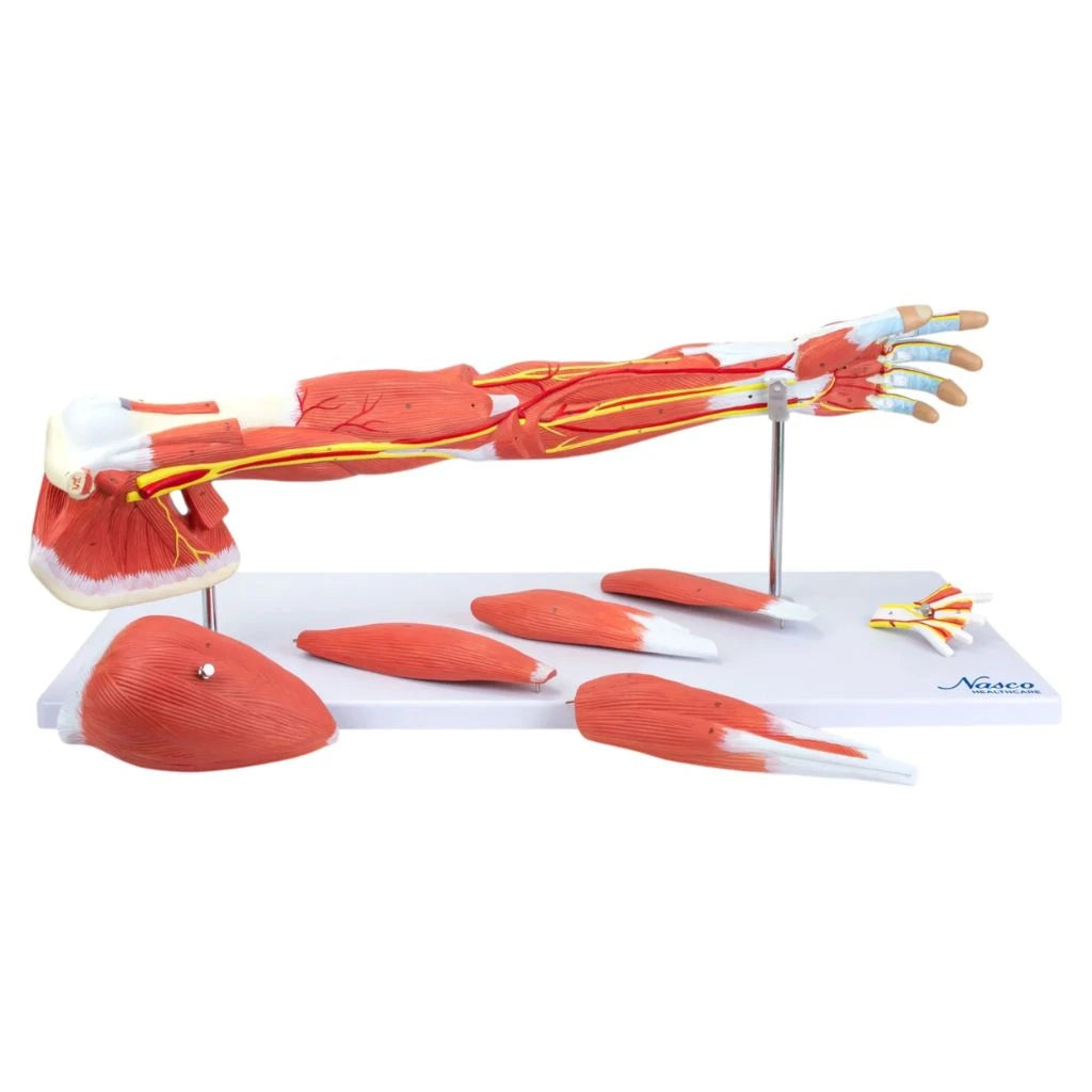 Modelo Deluxe de Músculos del Brazo – 7 Partes