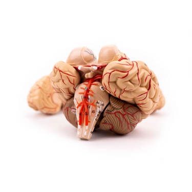 Modelo Anatómico de Cerebro con Arterias – 9 Piezas