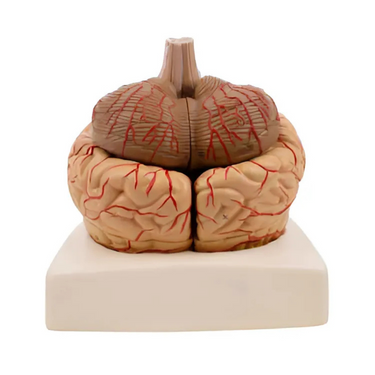 Modelo Anatómico de Cerebro con Arterias – 9 Piezas