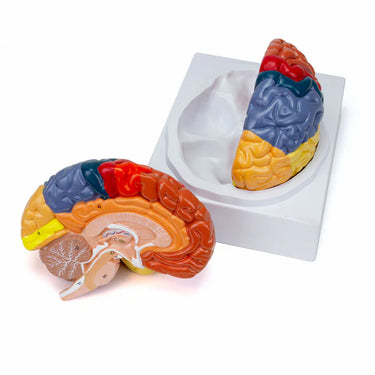 Modelo Neuro Cerebral, 2 Partes