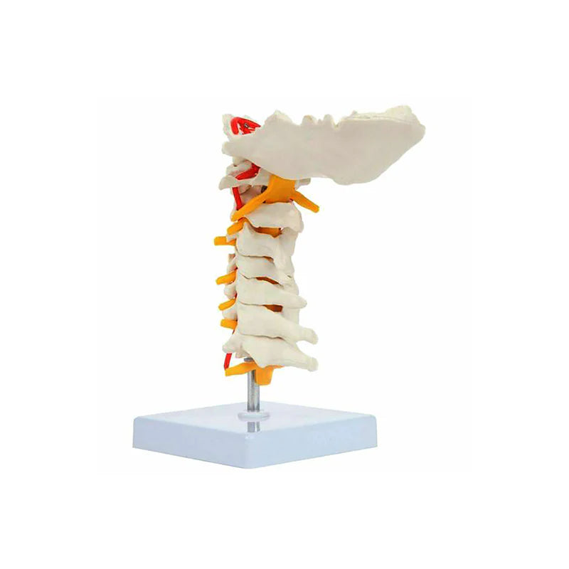 Modelo de Columna Cervical