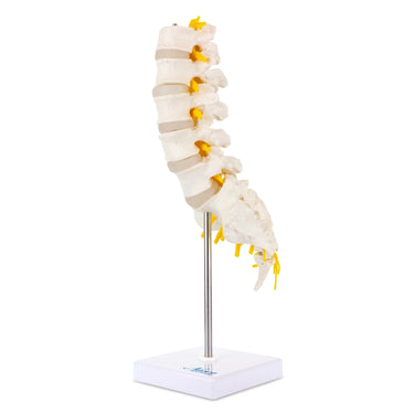 Modelo de Columna Lumbar