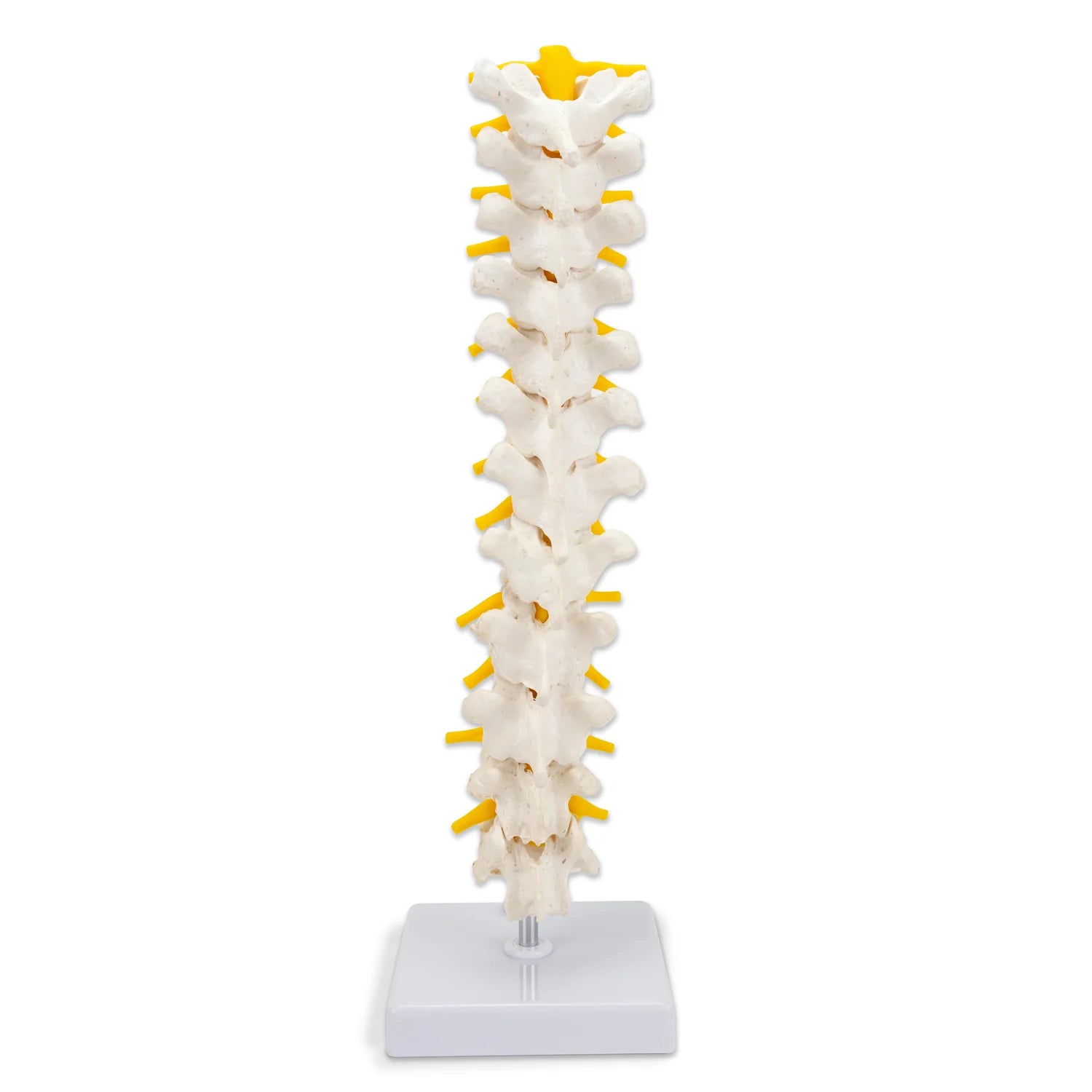 Modelo de Columna Torácica