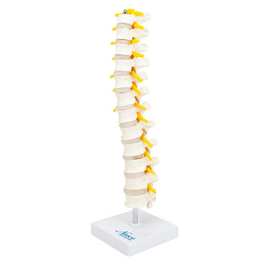 Modelo de Columna Torácica