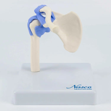 Modelos Mini Funcionales de Articulaciones, Juego de 4