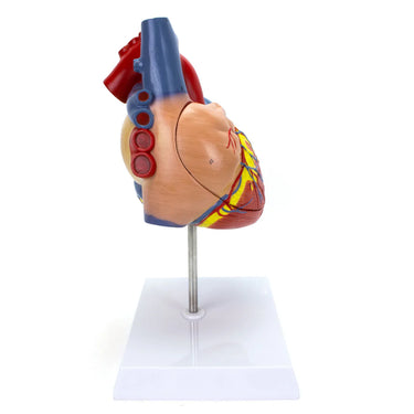 Modelo de Corazón 2X Ampliado