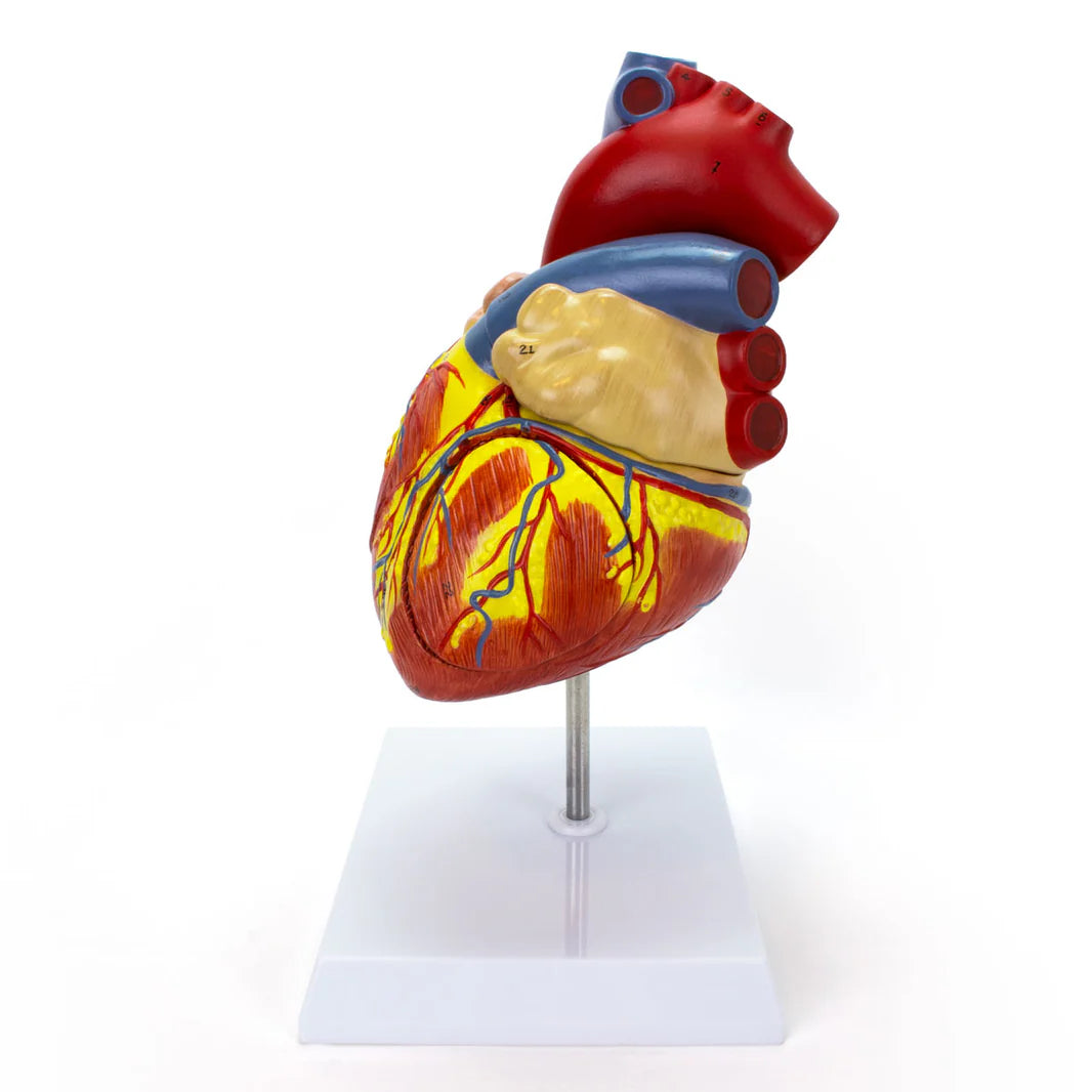 Modelo de Corazón 2X Ampliado