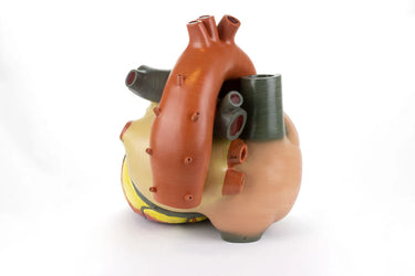 Modelo de Corazón, Aumentado 3X