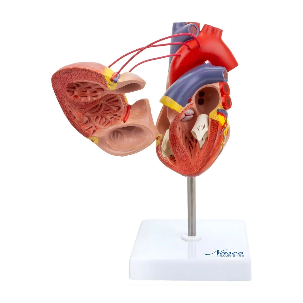 Modelo de Corazón Clásico
