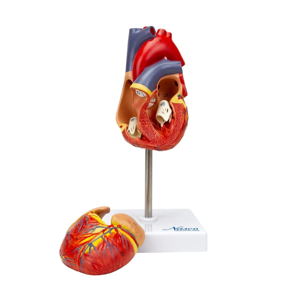 Modelo de Corazón Clásico