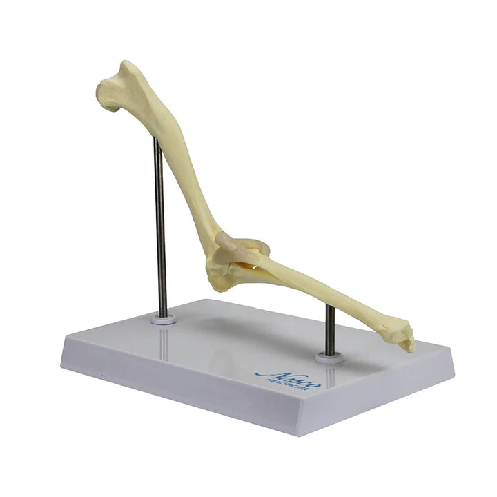 Modelo de Codo Canino