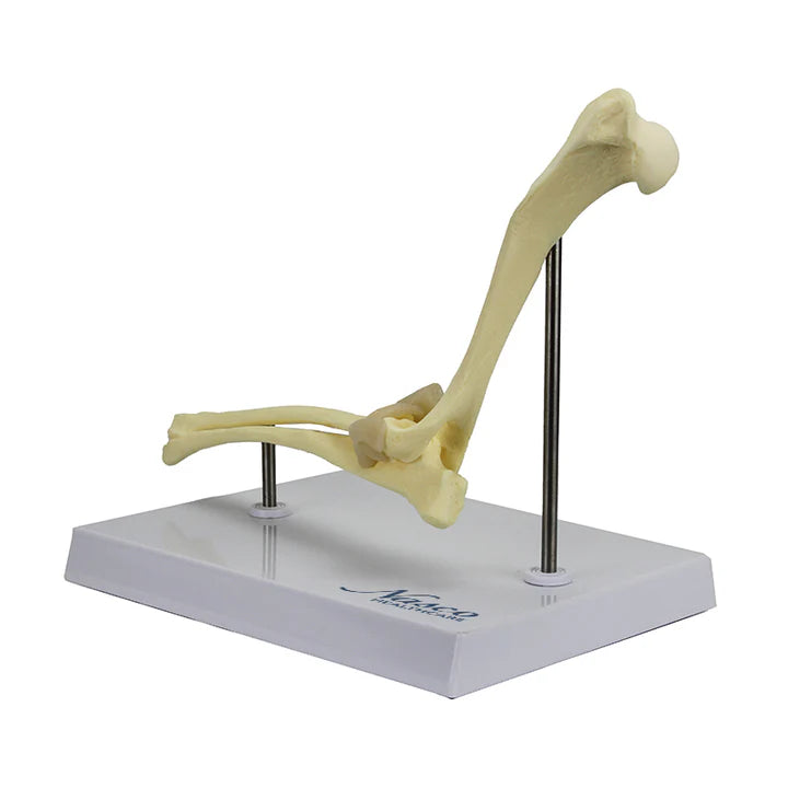 Modelo de Codo Canino