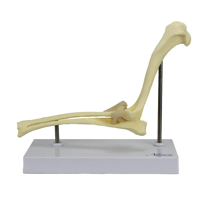 Modelo de Codo Canino