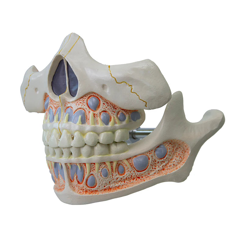 Modelo de Dientes de Bebé