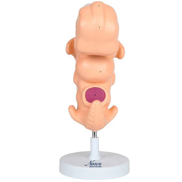Modelo de Embrión, Aumentado 50X