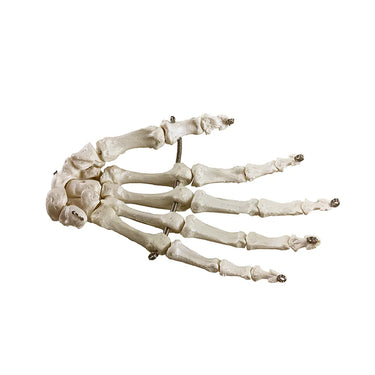 Modelo de Mano, Montado en Alambre