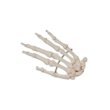 Modelo de Mano, Montado en Alambre