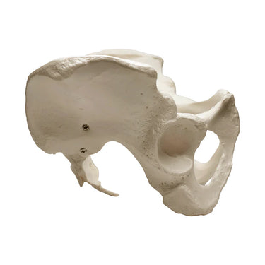 Modelo de Pelvis Femenina