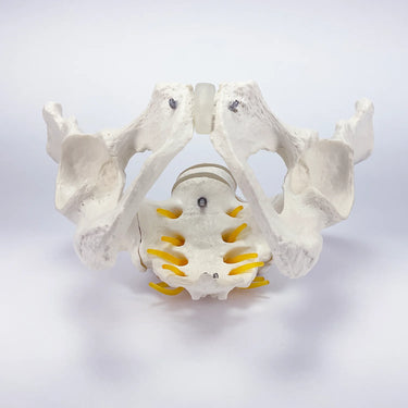 Modelo de Pelvis Masculina con Vértebras Lumbares