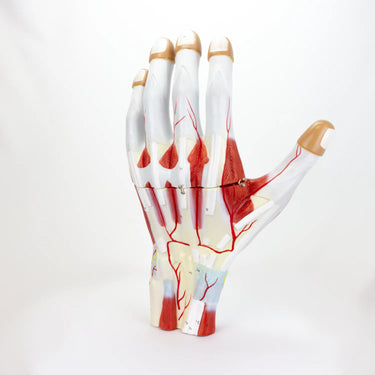 Modelo de Mano, Ampliado 2X, 3 Partes