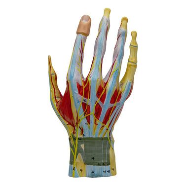 Modelo de Mano, 7 Partes