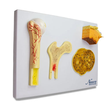 Modelo de Hueso, 4 Partes