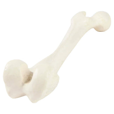 Modelo de fémur
