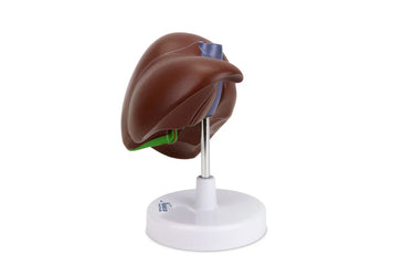 Modelo de Hígado con Vesícula Biliar