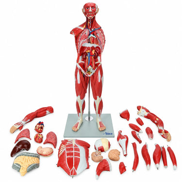 Modelo de Figura Muscular, 1/2 Tamaño Natural, 30 Partes