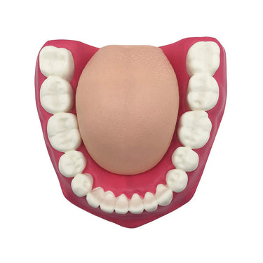 Modelo de Cuidado Dental, Ampliado 3X