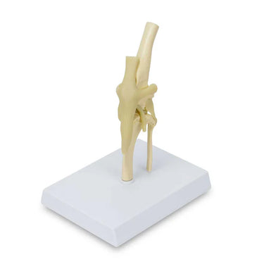Modelo de Rodilla Canina