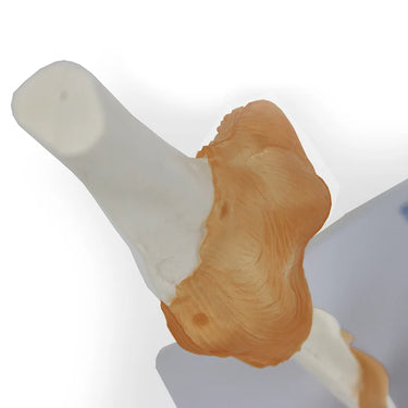 Modelo de Articulación de Codo con Ligamentos