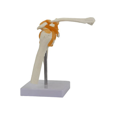 Modelo Funcional de Articulación del Hombro