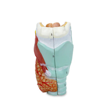 Modelo de Laringe, 2 Partes