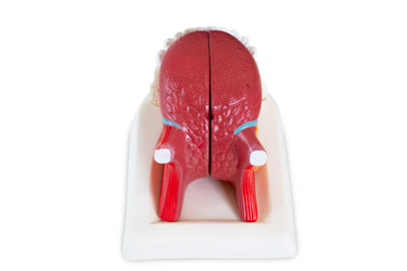 Modelo de Lengua, Ampliado 2.5X, 3 Partes