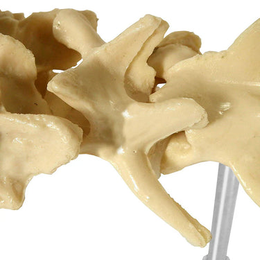 Modelo Vertebral Lumbar Canino