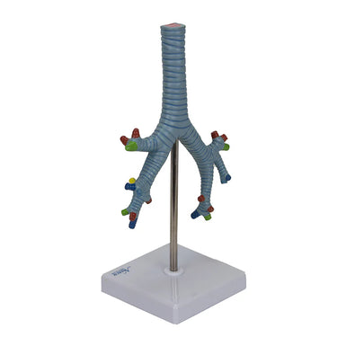 Modelo de Árbol Bronquial