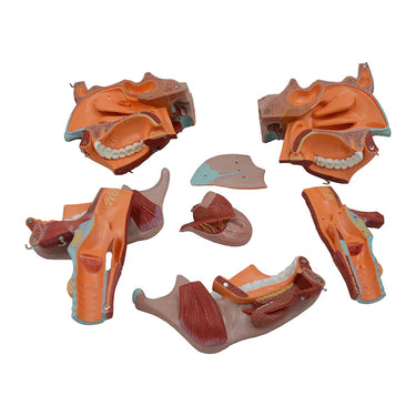 Modelo de Musculatura de la Cabeza, Ampliado (10 Piezas)