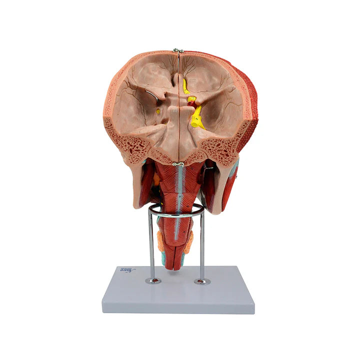 Modelo de Musculatura de la Cabeza, Ampliado (10 Piezas)