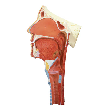 Modelo de Musculatura de la Cabeza con Laringe, 2 Partes