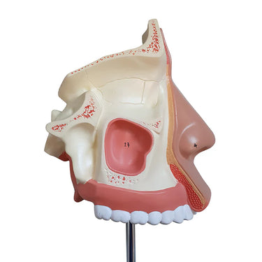 Modelo de Nariz con Cavidad Nasal